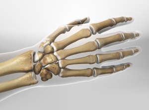 Anatomy of the Hand